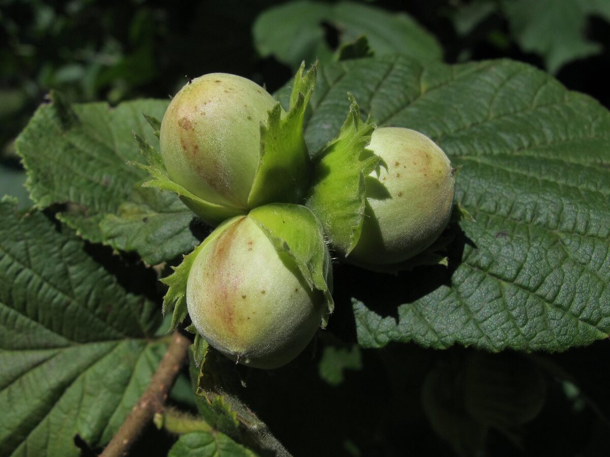 Nocciòlo: la pianta generosa che unisce tradizione, gusto e facilità di coltivazione Nocciòlo: la pianta generosa che unisce tradizione, gusto e facilità di coltivazione