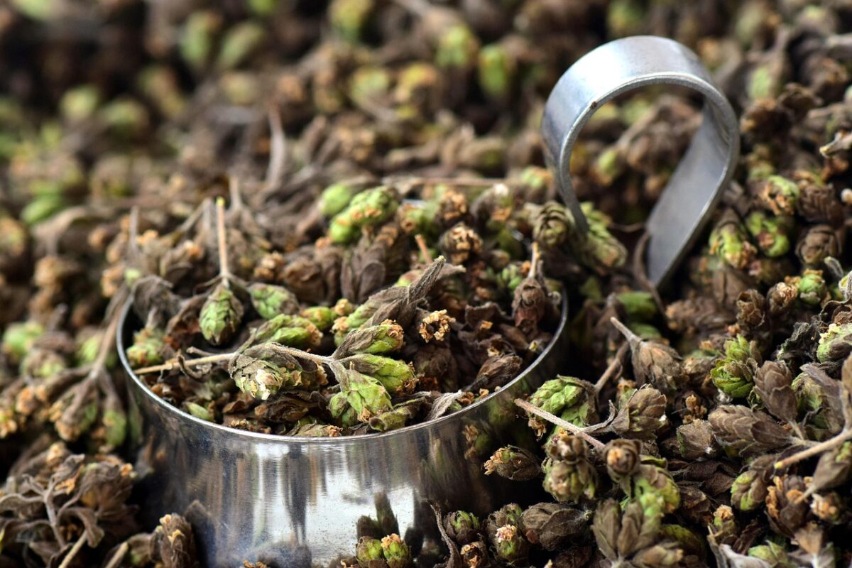 Origano comune: il profumo del Mediterraneo a portata di mano