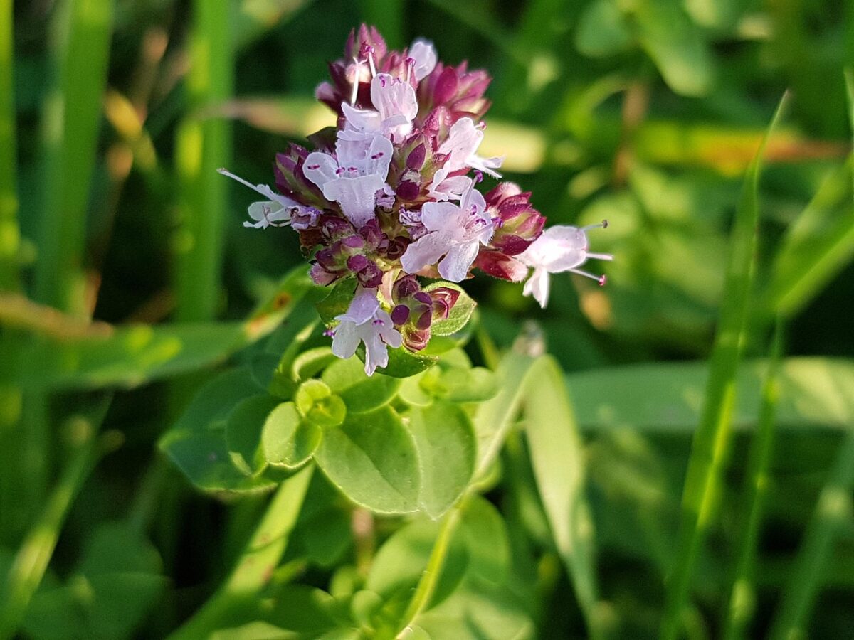 Origano comune: il profumo del Mediterraneo a portata di mano