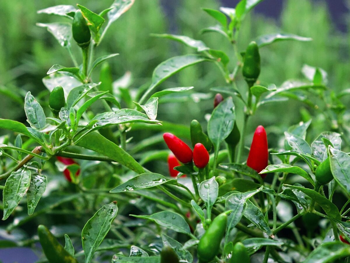 Peperoncino ornamentale: colore e carattere in vaso tutto l’anno