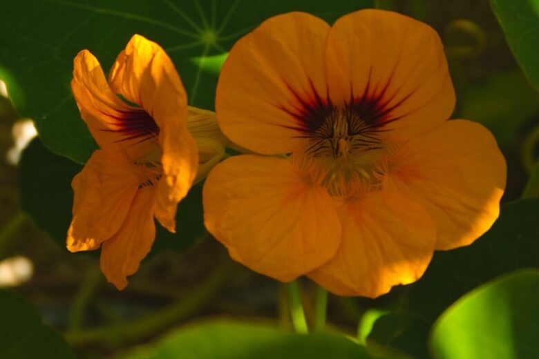 Nasturzio comune: il fiore facile, bello e anche buono