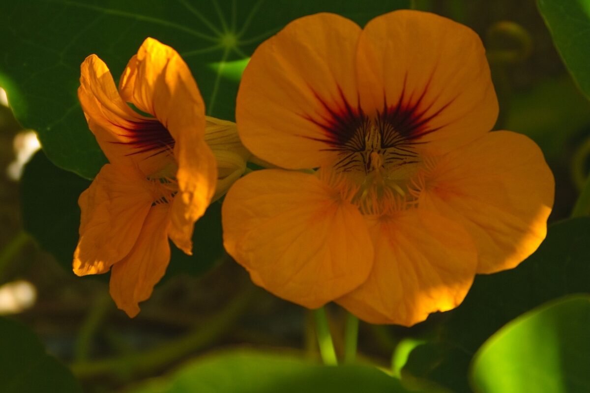 Nasturzio comune: il fiore facile, bello e anche buono Nasturzio comune: il fiore facile, bello e anche buono