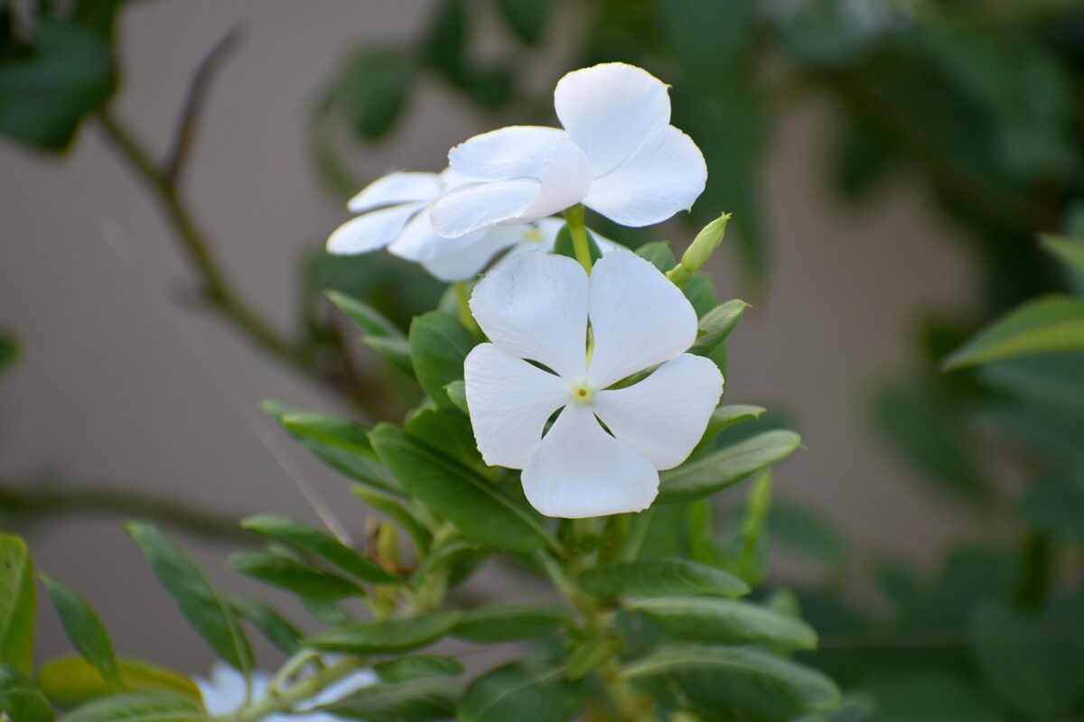 Pervinca del Madagascar: colori vivaci e fioriture senza sosta