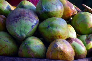 Palma da cocco: la regina tropicale dal fascino esotico