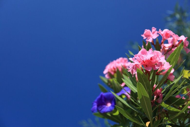 Oleandro: eleganza mediterranea tra fioriture spettacolari e facile coltivazione