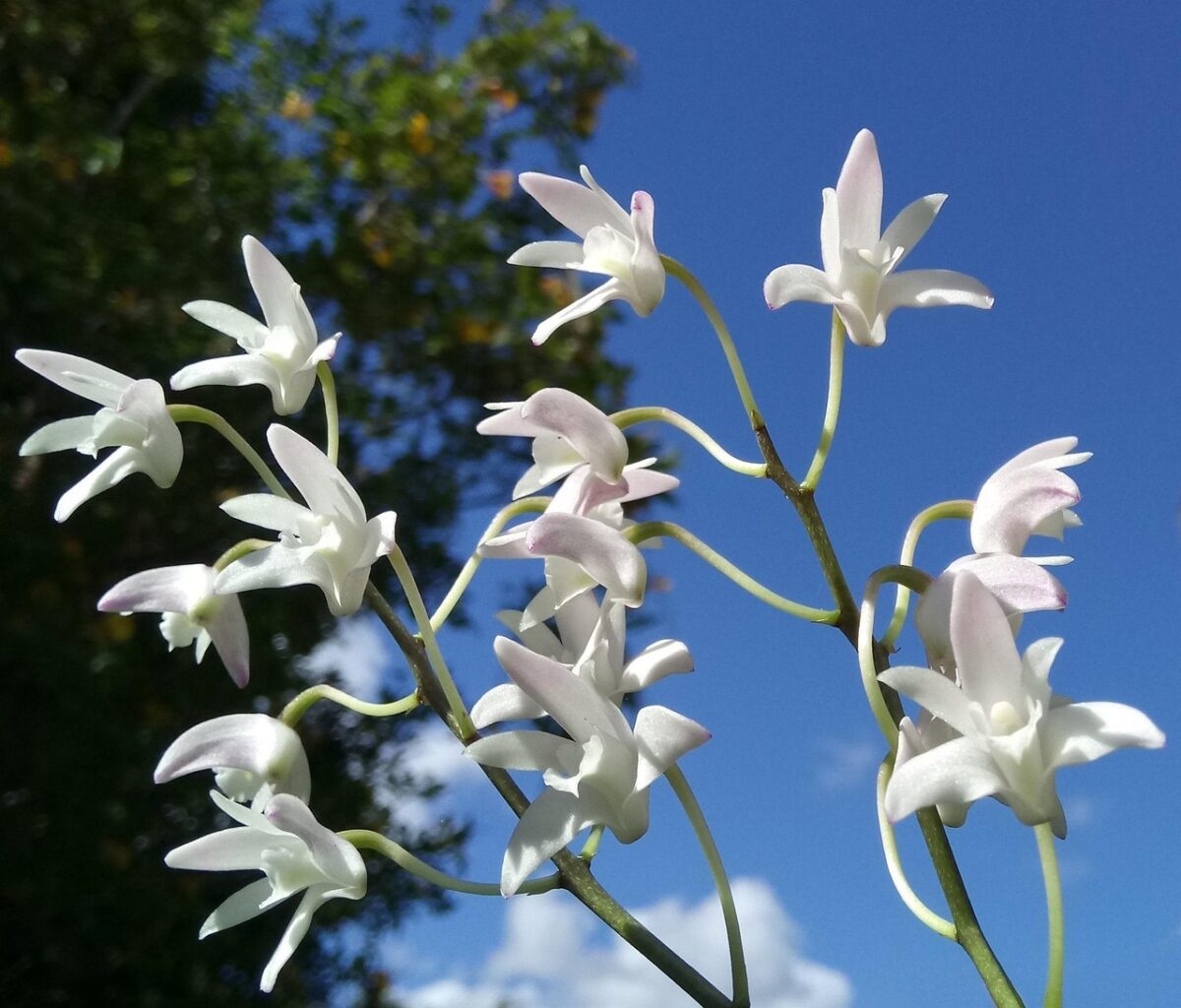 Orchidea Bamboo: eleganza esotica e fioriture spettacolari in casa
