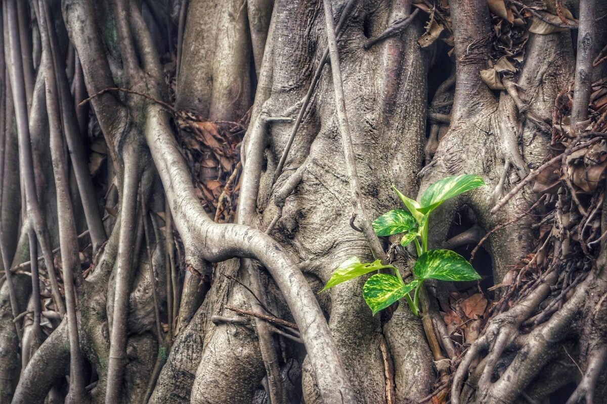 Pothos: la pianta sempreverde che arreda e purifica la casa