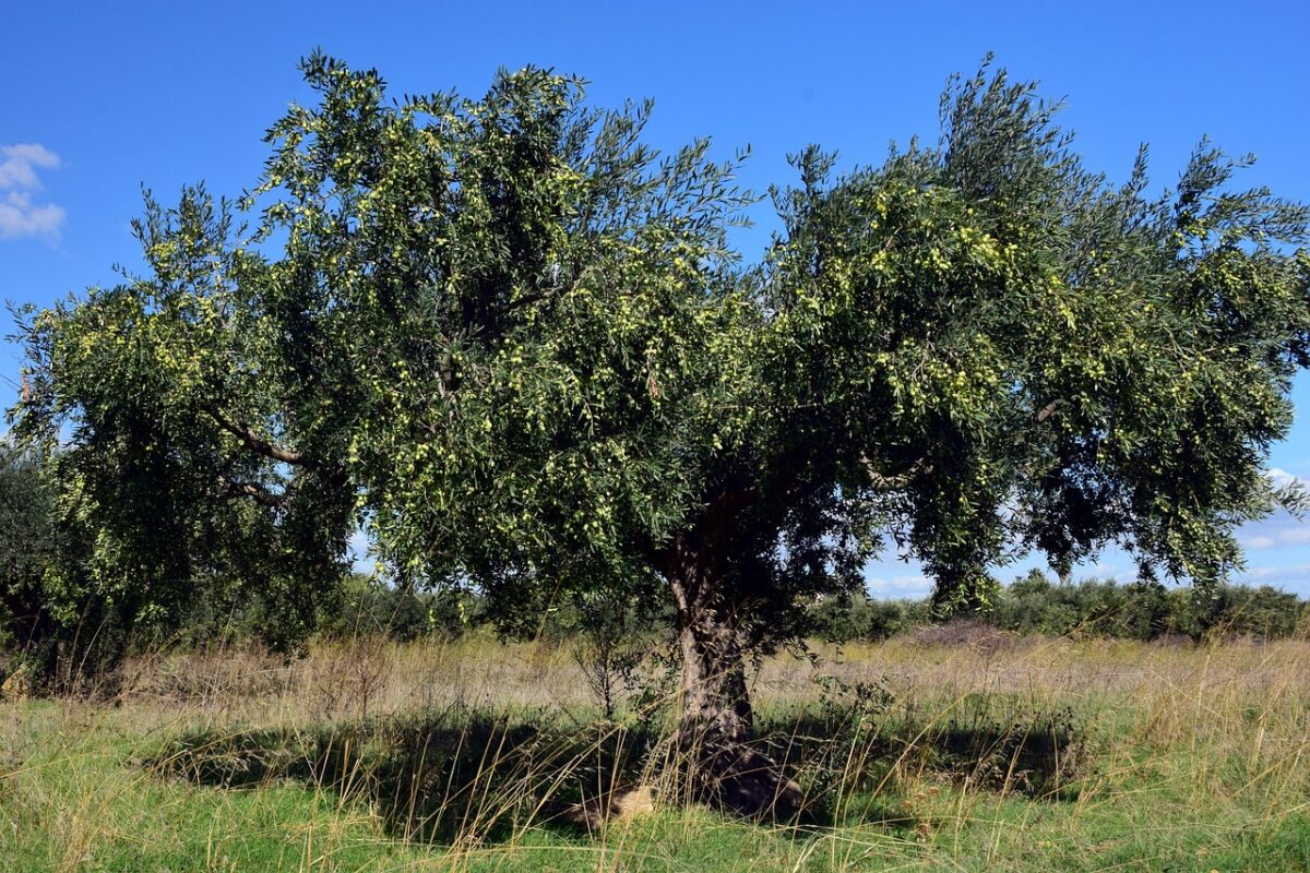 Olivo: il simbolo del Mediterraneo che puoi coltivare anche a casa