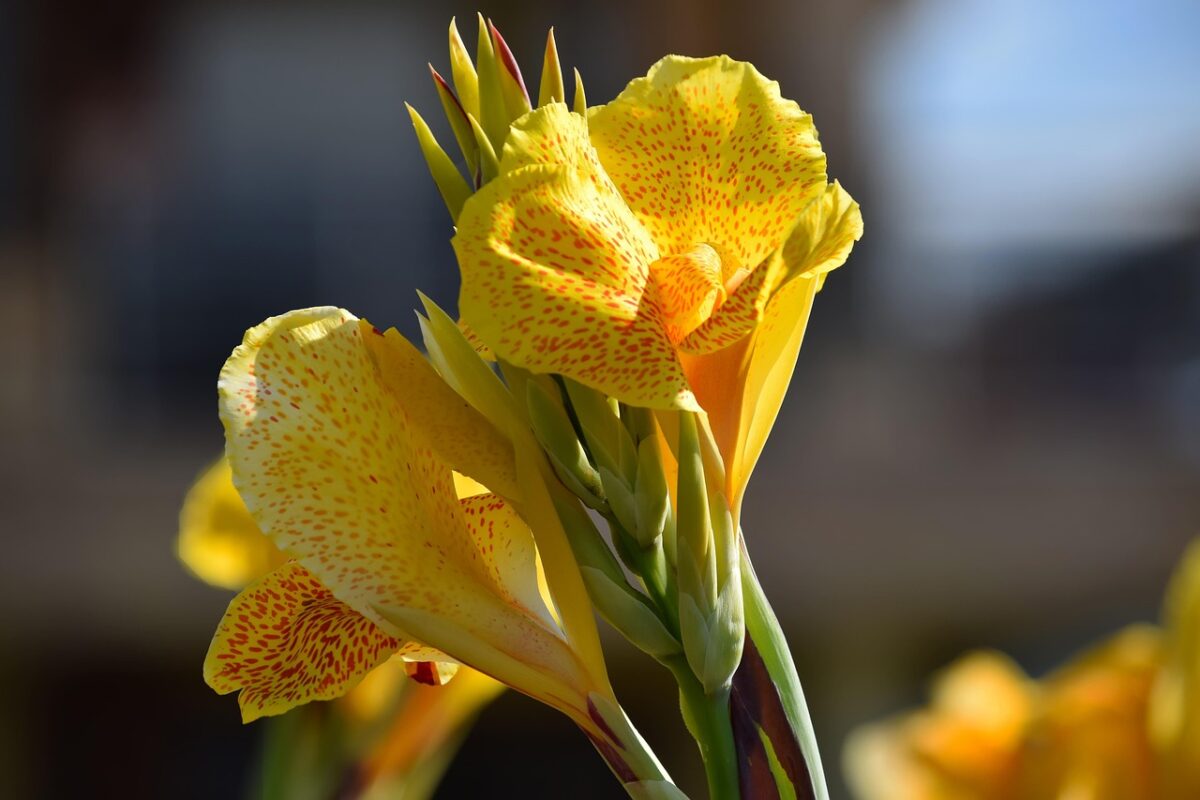 Palma di canna dorata: eleganza tropicale in casa e in giardino