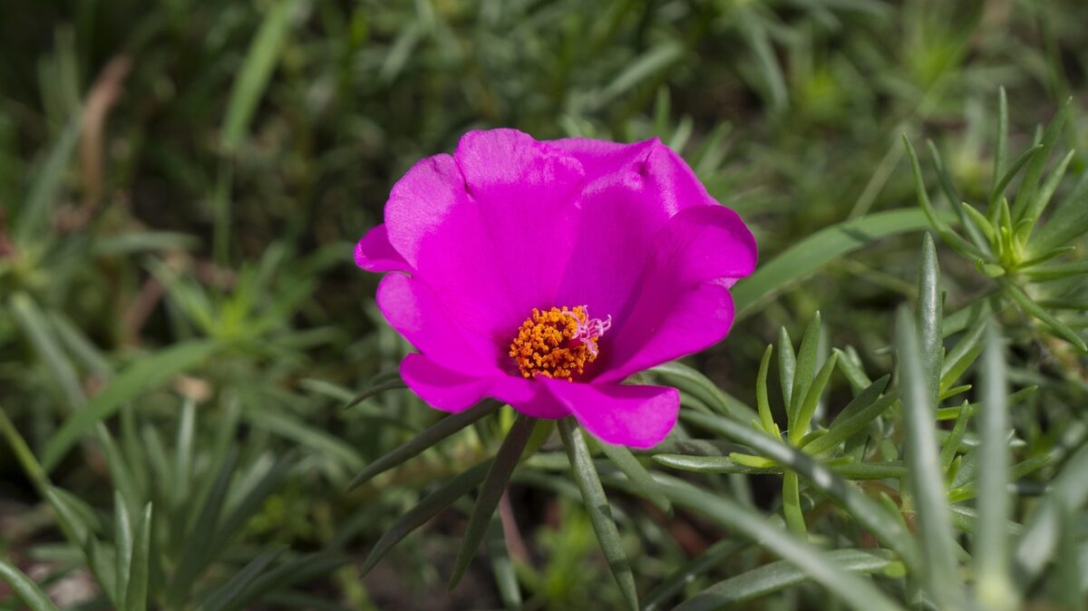 Portulaca: la pianta resistente che colora giardini e balconi