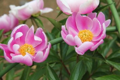Peonia: eleganza senza tempo per il tuo giardino