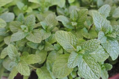 Menta piperita: profumo intenso e mille usi, dal giardino alla cucina