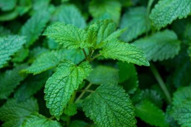 Melissa: la pianta aromatica che profuma il giardino e calma la mente
