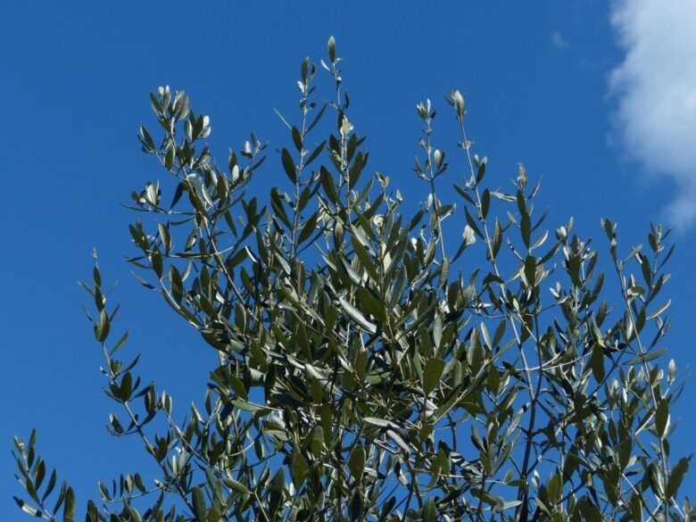 Olivo: il simbolo del Mediterraneo che puoi coltivare anche a casa