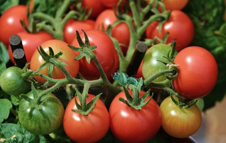 Pomodoro: il re dell’orto, facile da coltivare e ricco di gusto