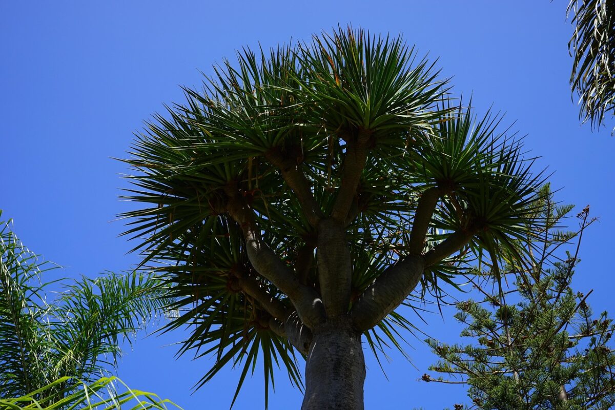 Pleomele reflexa: eleganza tropicale facile da coltivare in casa
