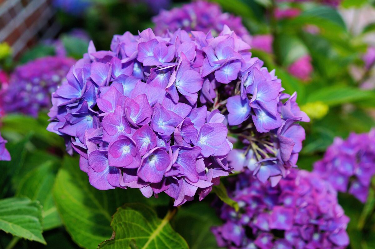 Ortensia: colori spettacolari e cure semplici per un giardino elegante