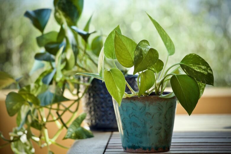 Pothos: la pianta sempreverde che arreda e purifica la casa
