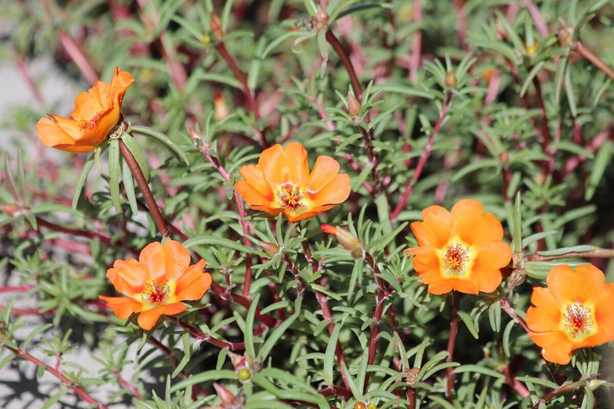 Porcellana a fiori grandi: il tappeto colorato che ama il sole