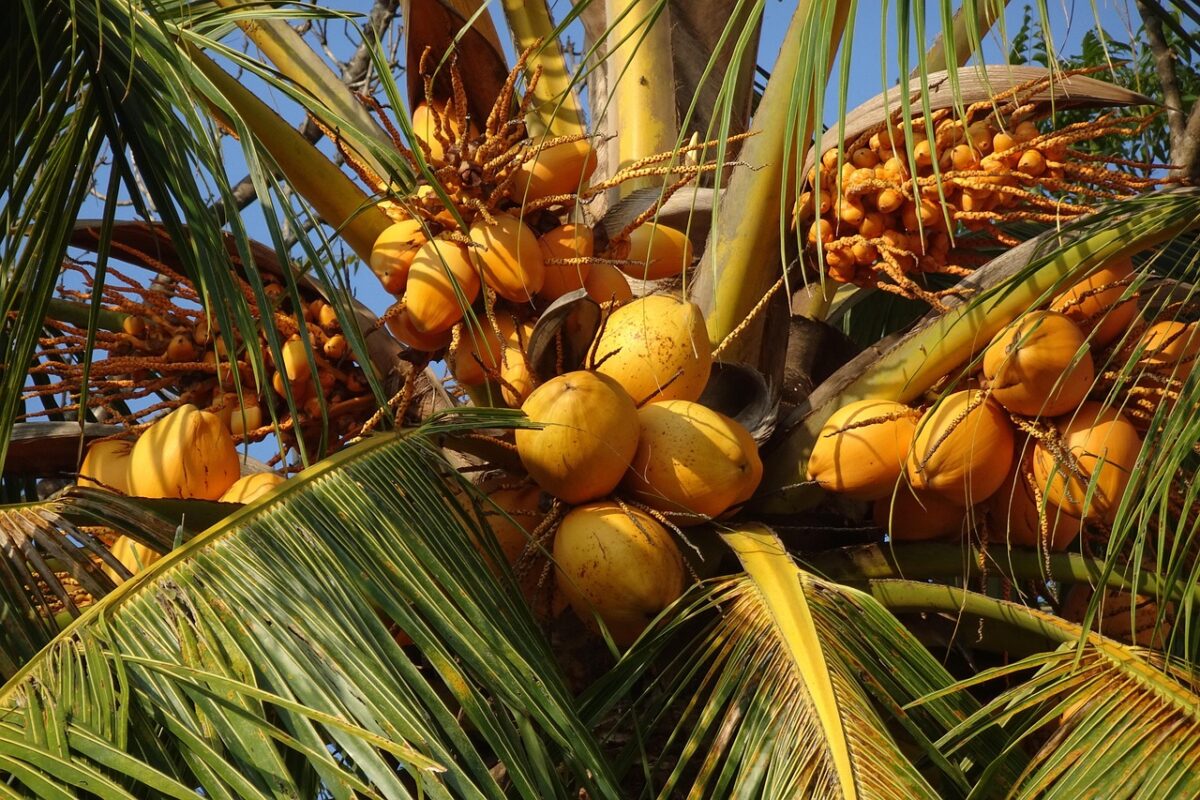 Palma da cocco: la regina tropicale dal fascino esotico