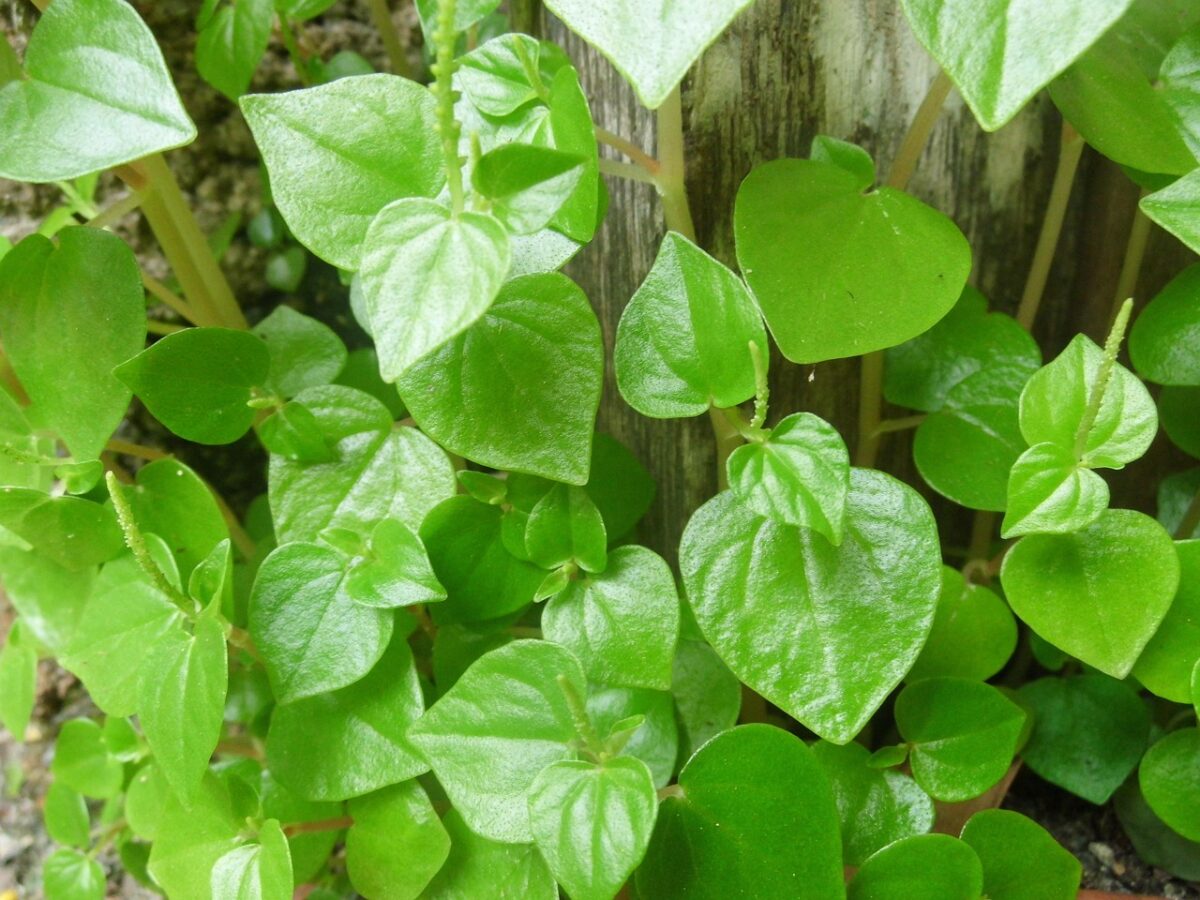 Peperomia: la pianta elegante e facile da coltivare in casa