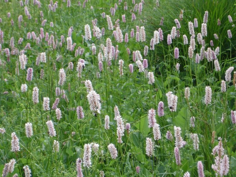 Poligono persicaria: la pianta spontanea dalle mille risorse