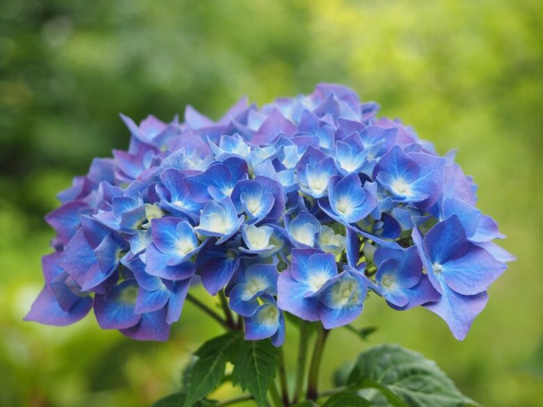 Ortensia: colori spettacolari e cure semplici per un giardino elegante