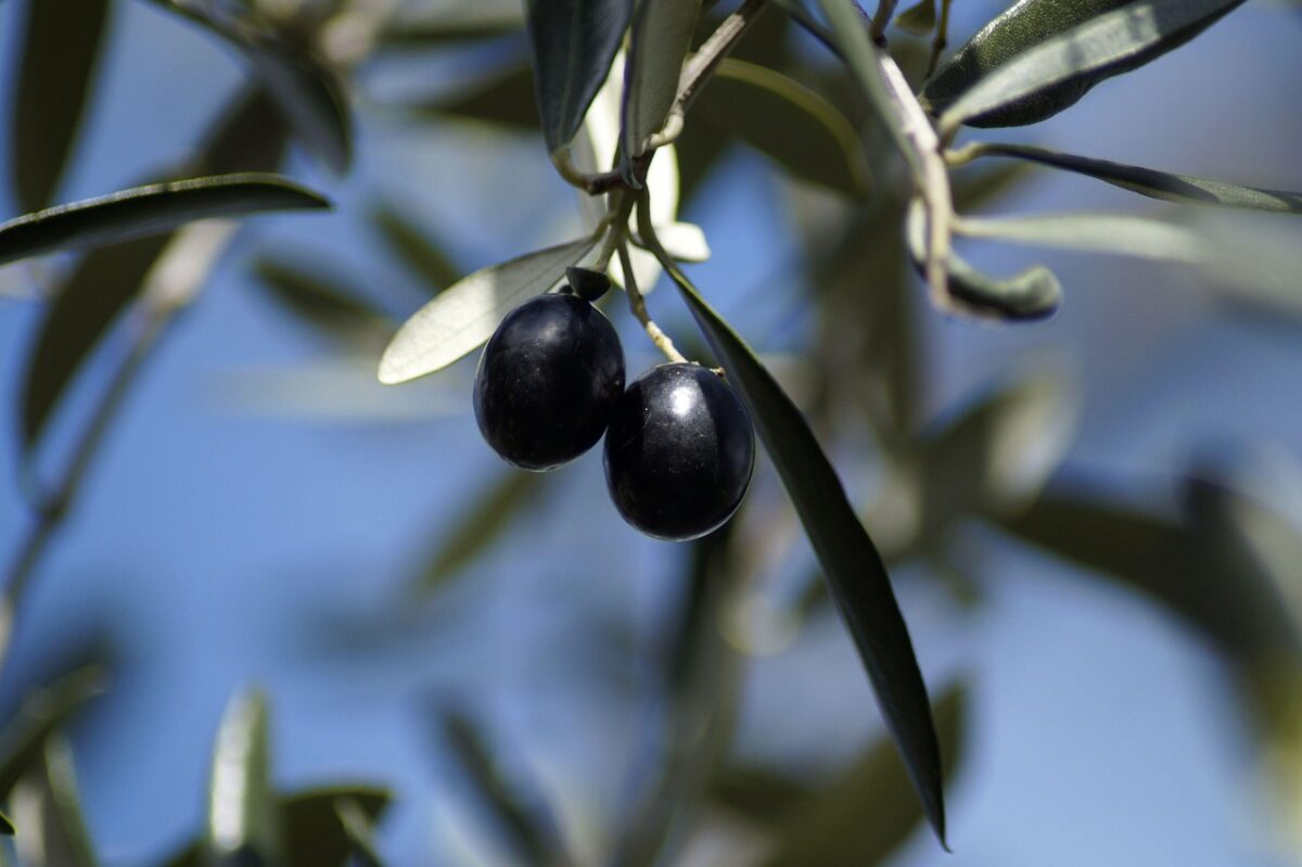 Olivo: il simbolo del Mediterraneo che puoi coltivare anche a casa