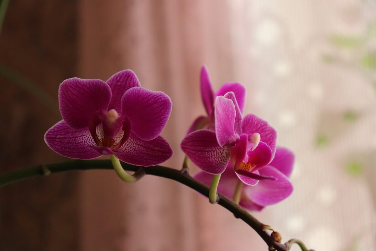 Orchidea Falena: eleganza tropicale che illumina la casa