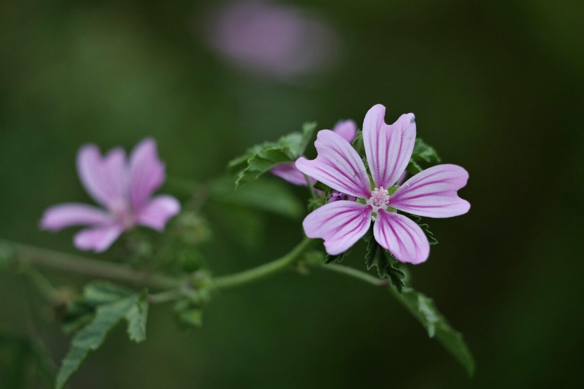 Malva selvatica: la pianta spontanea che unisce bellezza e benessere