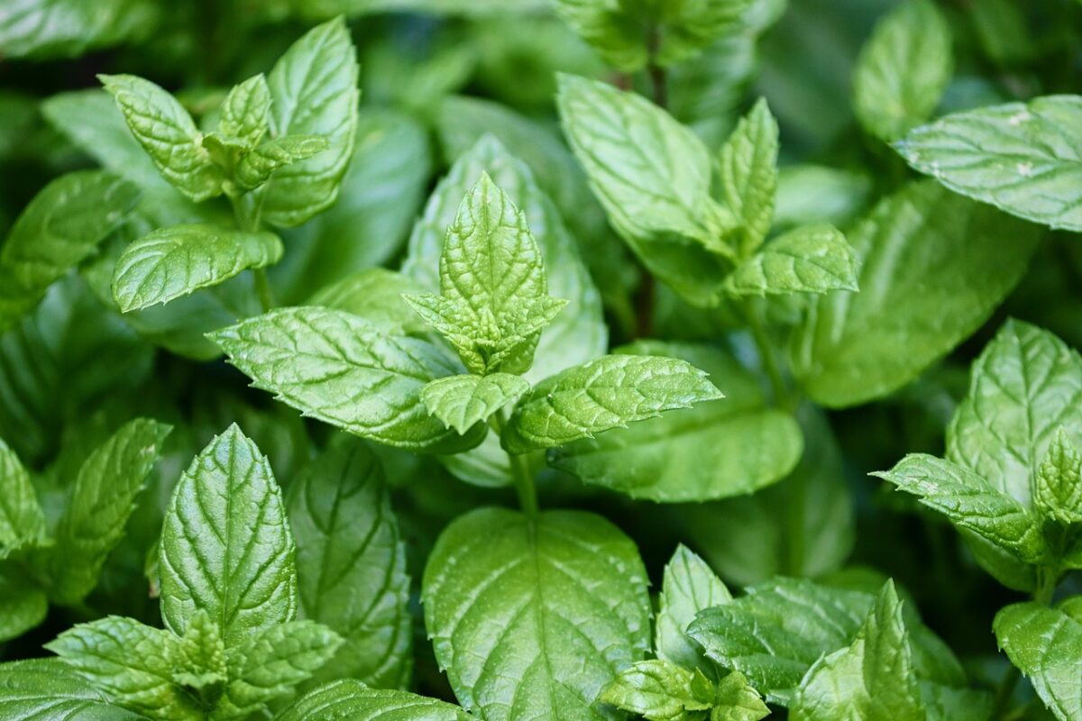 Menta piperita: profumo intenso e mille usi, dal giardino alla cucina