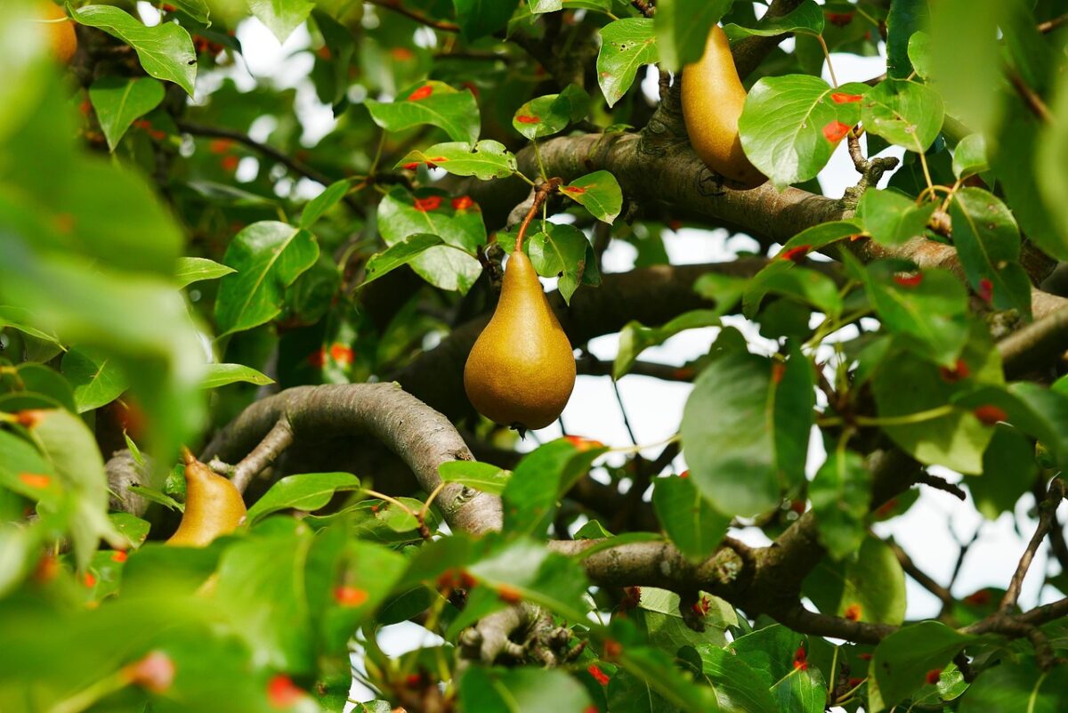 Pero comune: il frutto dolce che arricchisce il tuo giardino