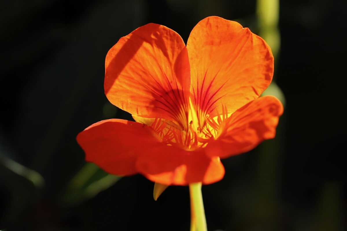 Nasturzio comune: il fiore facile, bello e anche buono Nasturzio comune: il fiore facile, bello e anche buono