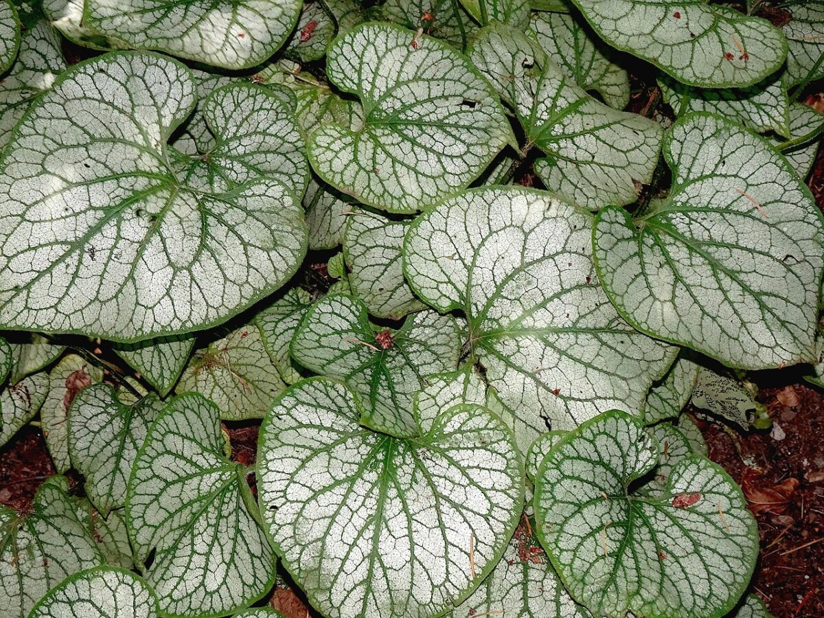 Peperomia: la pianta elegante e facile da coltivare in casa