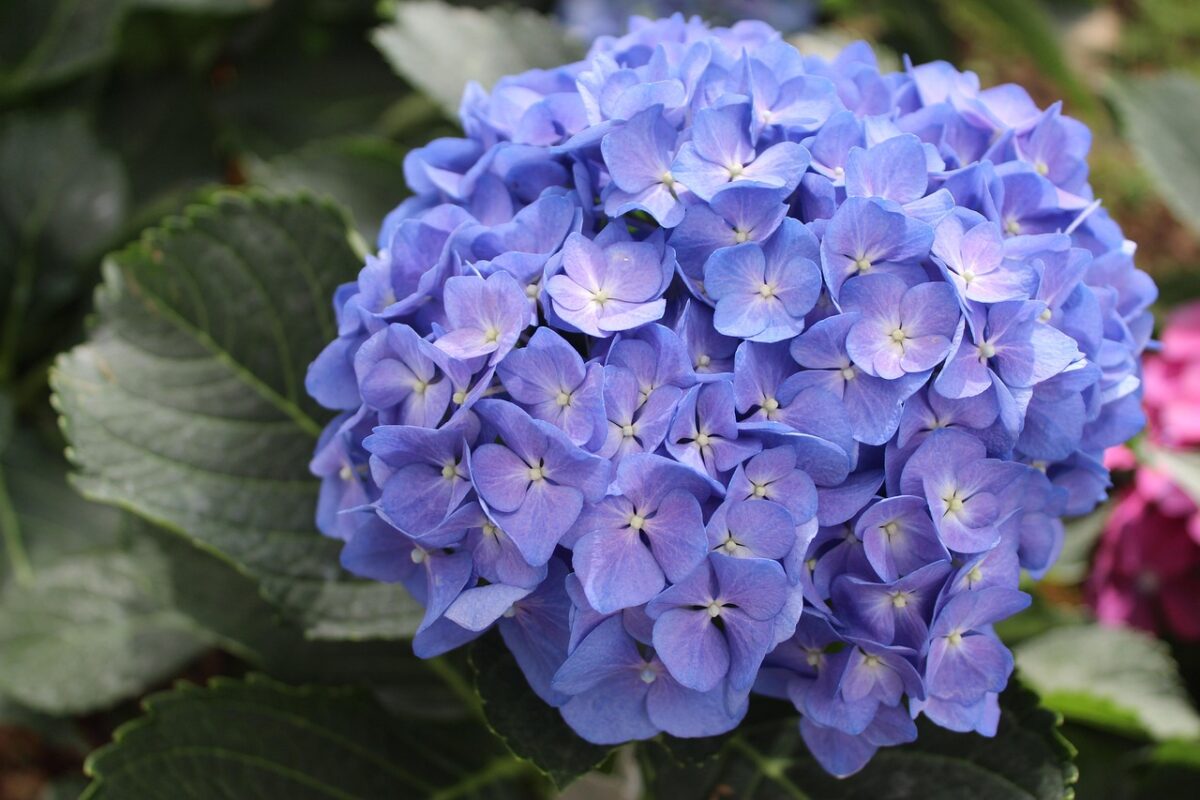 Ortensia: colori spettacolari e cure semplici per un giardino elegante