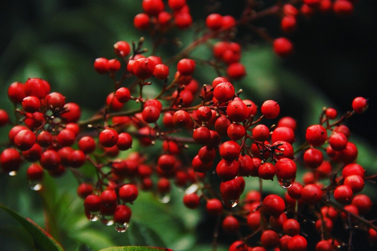 Nandina: la pianta ornamentale che colora il giardino tutto l’anno Nandina: la pianta ornamentale che colora il giardino tutto l’anno