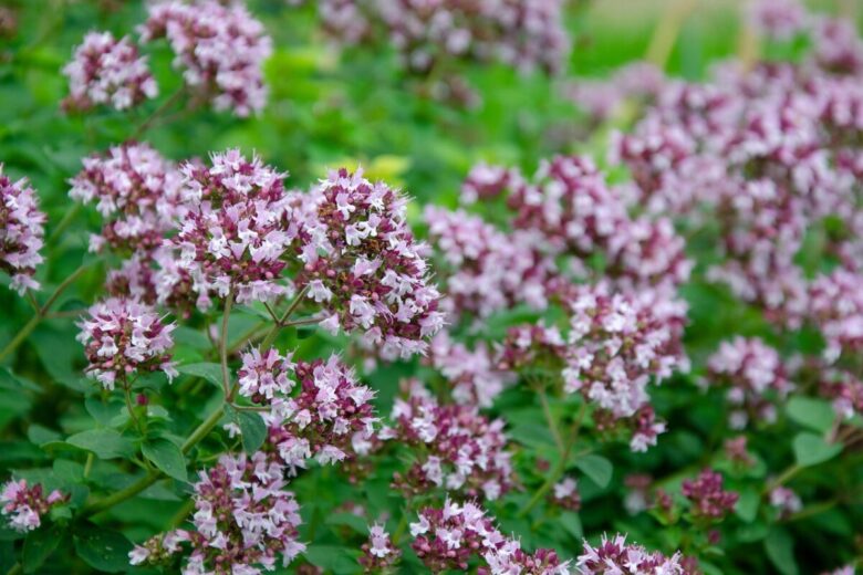 Origano comune: il profumo del Mediterraneo a portata di mano