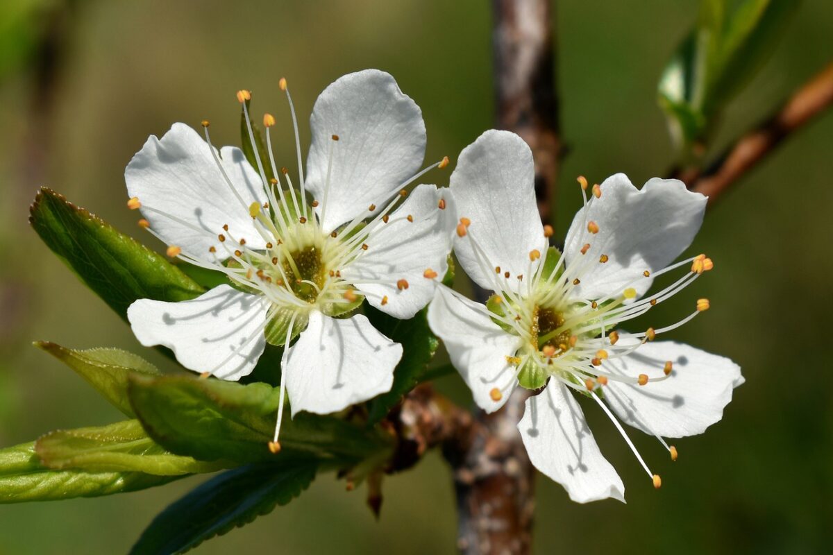 Pero da fiore: eleganza primaverile e colore tutto l’anno