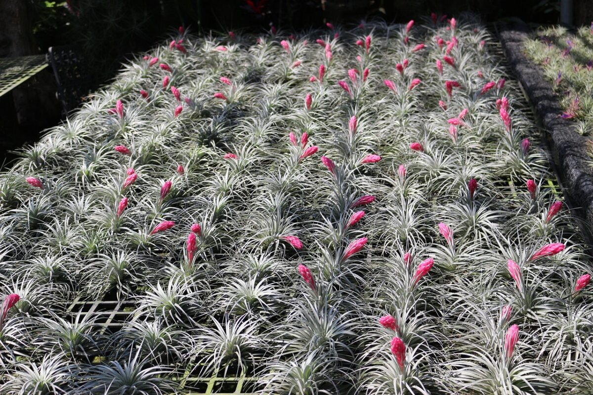 Pianta mangiafumo: la soluzione verde che purifica l’aria di casa