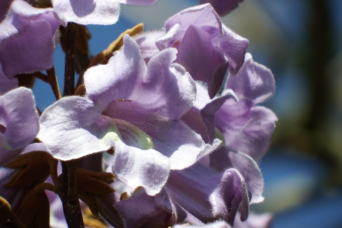 Paulonia: l’albero veloce che regala ombra e fioriture spettacolari