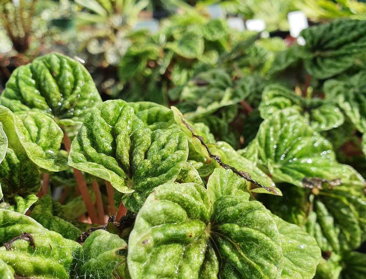 Peperomia: la pianta compatta e decorativa perfetta per la casa