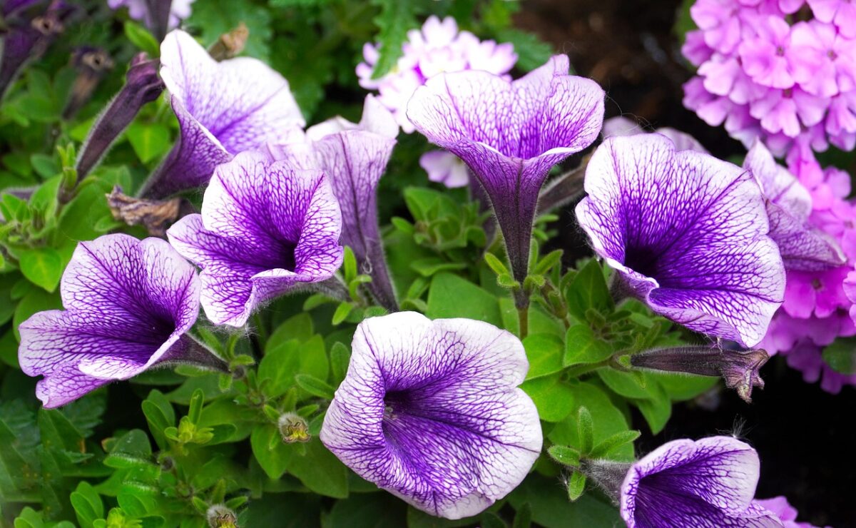 Petunia ibrida: un’esplosione di colori per balconi e giardini