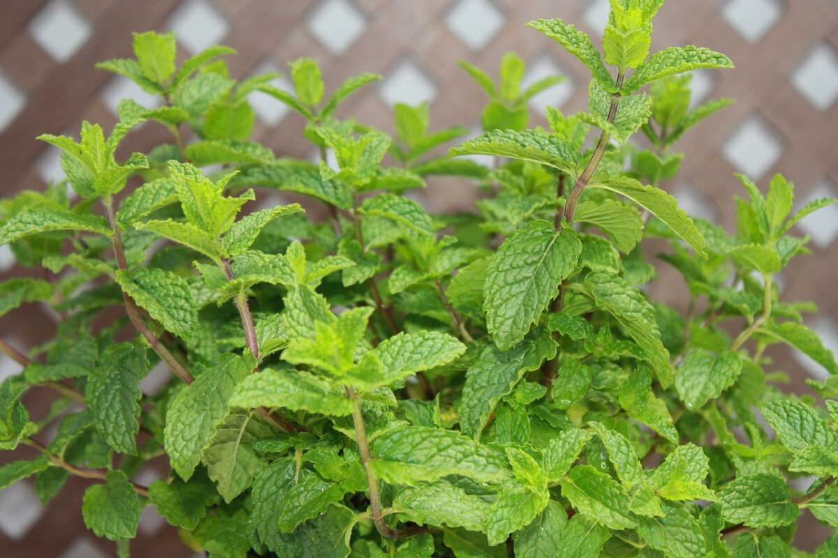 Menta piperita: profumo intenso e mille usi, dal giardino alla cucina