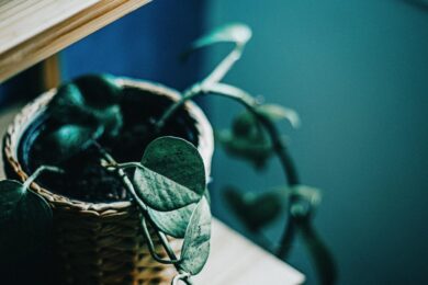 Potos: la pianta elegante e resistente perfetta per ogni casa