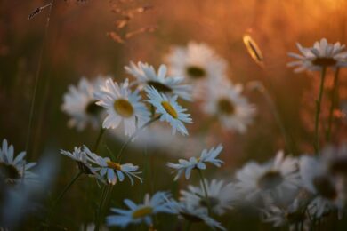 Margherita diploide: semplicità naturale e fioriture senza tempo