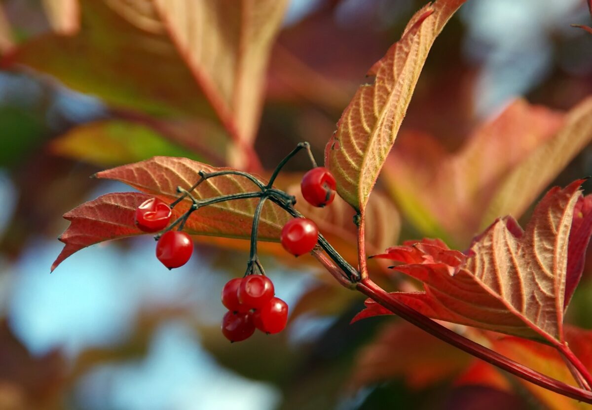 Palle di neve: il Viburnum che illumina il giardino in primavera