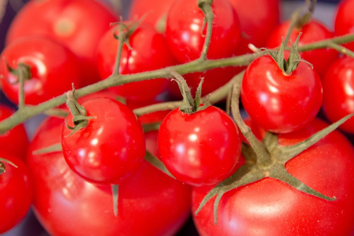 Pomodoro: il re dell’orto, facile da coltivare e ricco di gusto
