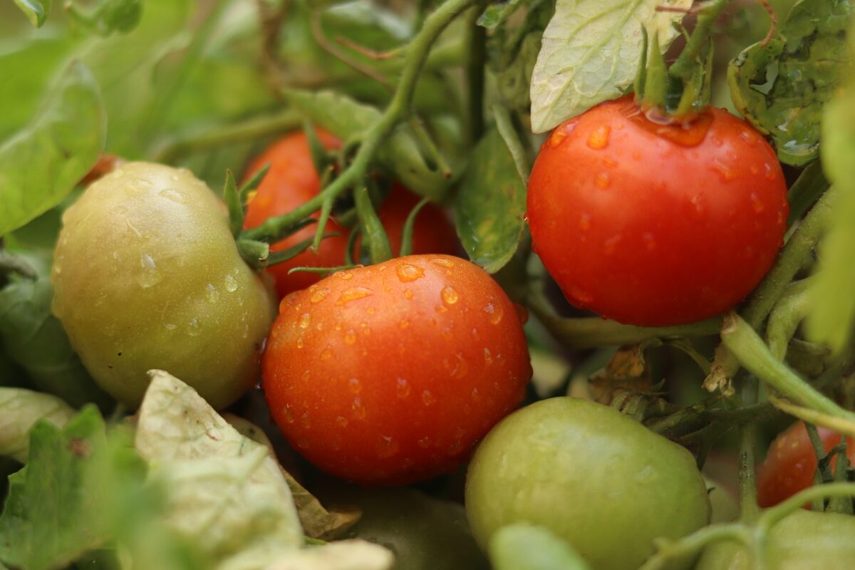 Pomodoro: il re dell’orto, facile da coltivare e ricco di gusto