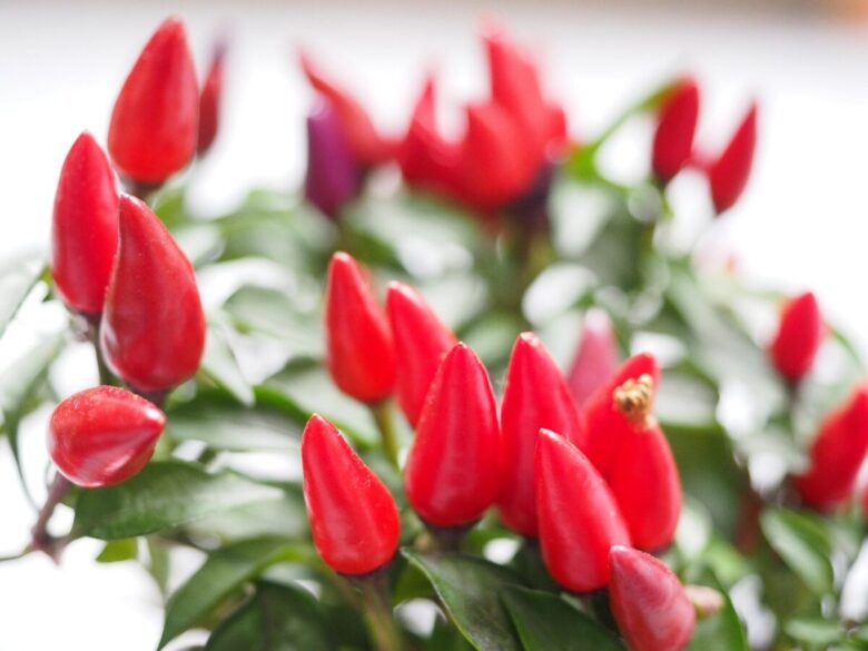 Peperoncino ornamentale: colore e carattere in vaso tutto l’anno