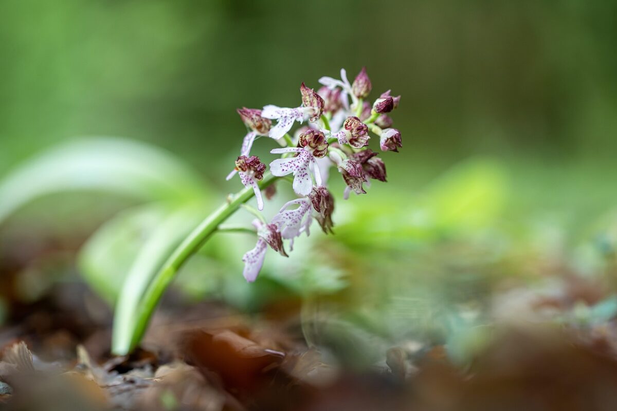 Orchidea maggiore: eleganza spontanea tra i prati primaverili Orchidea maggiore: eleganza spontanea tra i prati primaverili